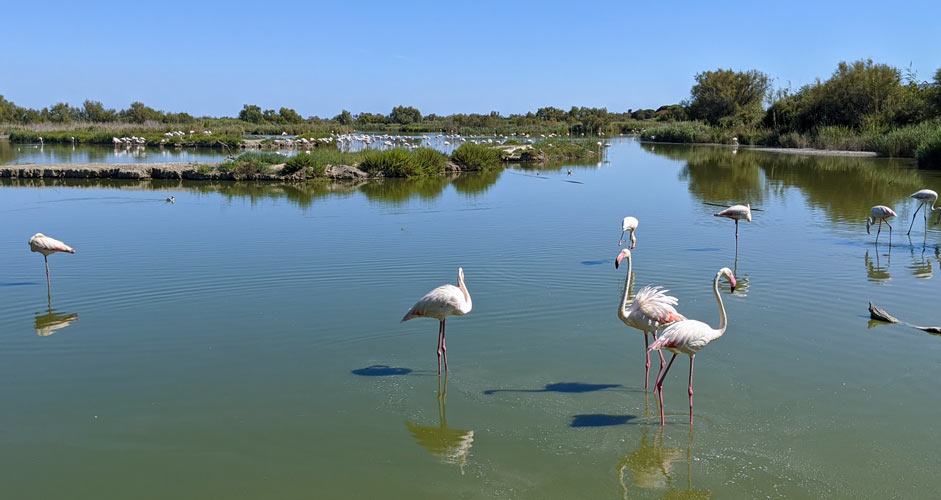 Ornithological park of Pont de Gau in Camargue region