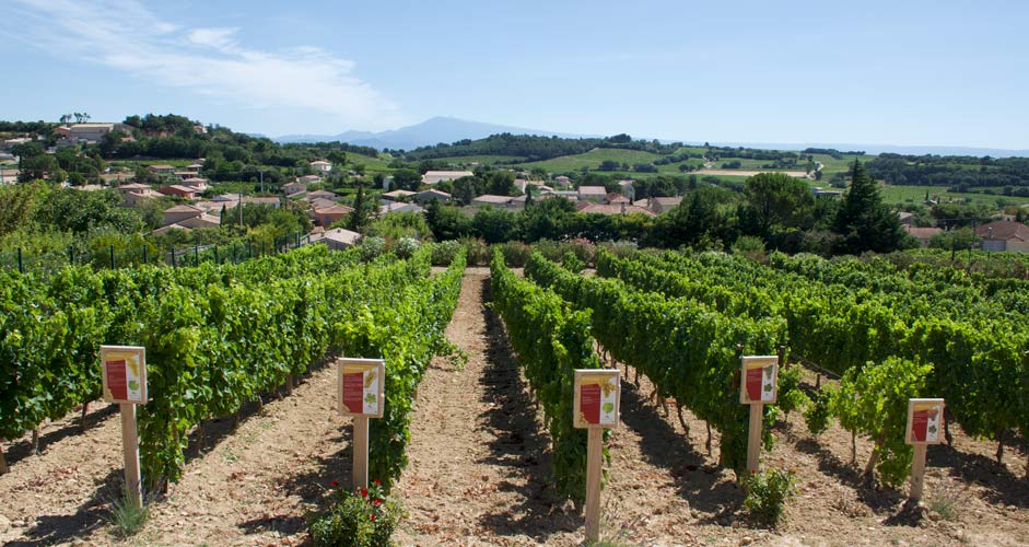 Chateauneuf-du-Pape vinyard