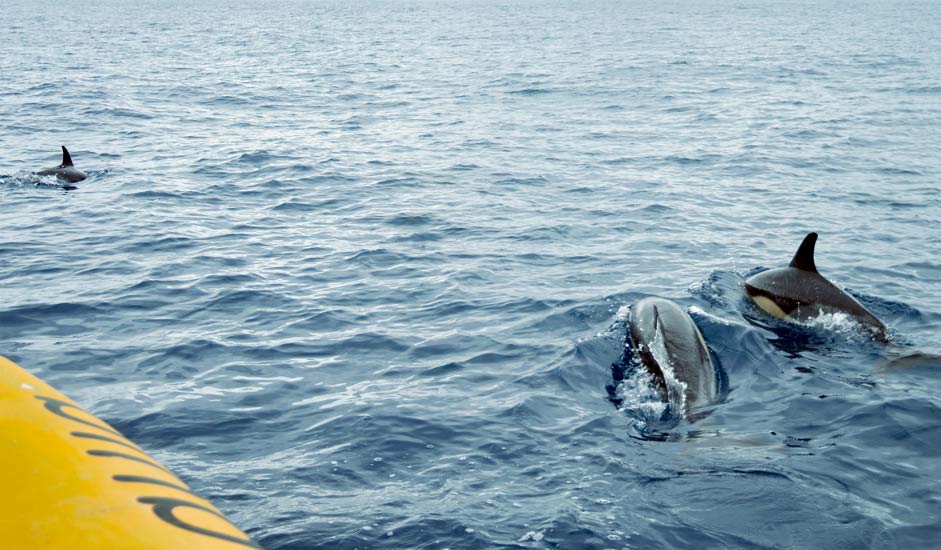 Dolphins