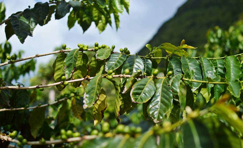 Coffee plant