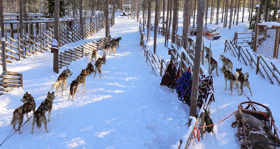 Husky ride in Husky Park by the Arctic Circle, Rovaniemi