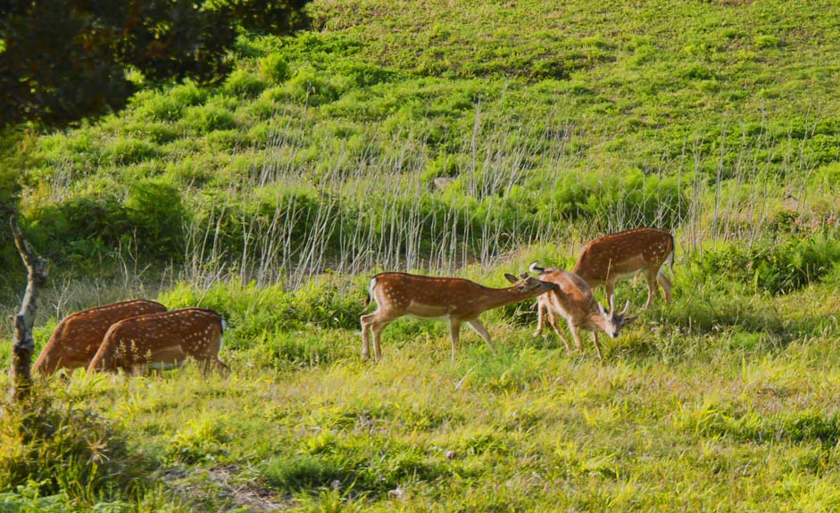 Deers in Monte Brasil, Azores
