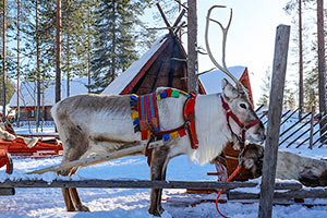 Reindeer
