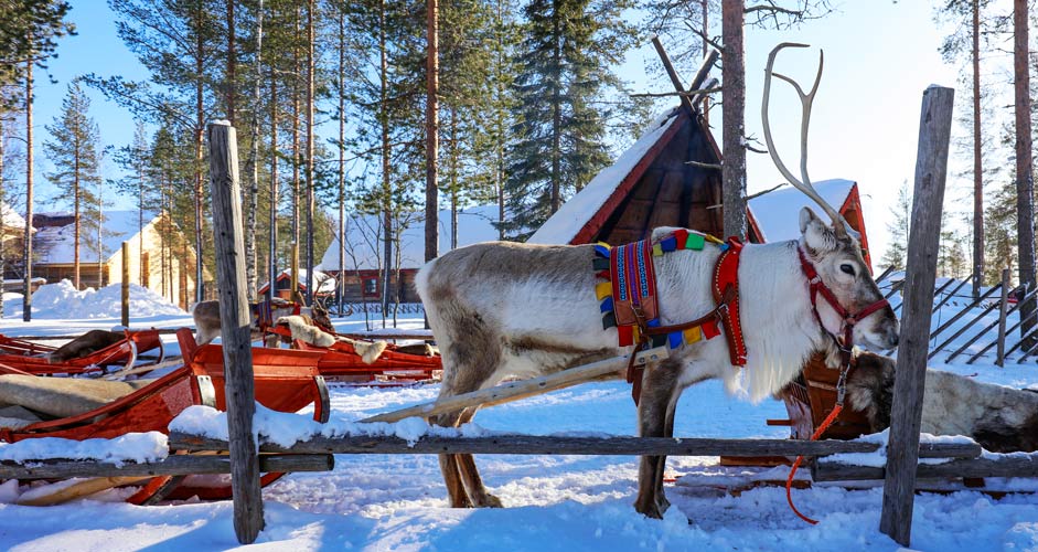 Santa Claus Reindeer at the Arctic Circle.
