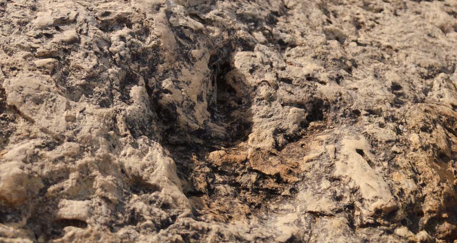 Dinosaur footprint