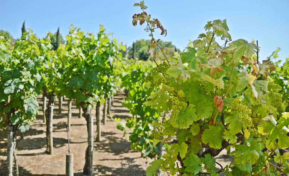 Vinyard