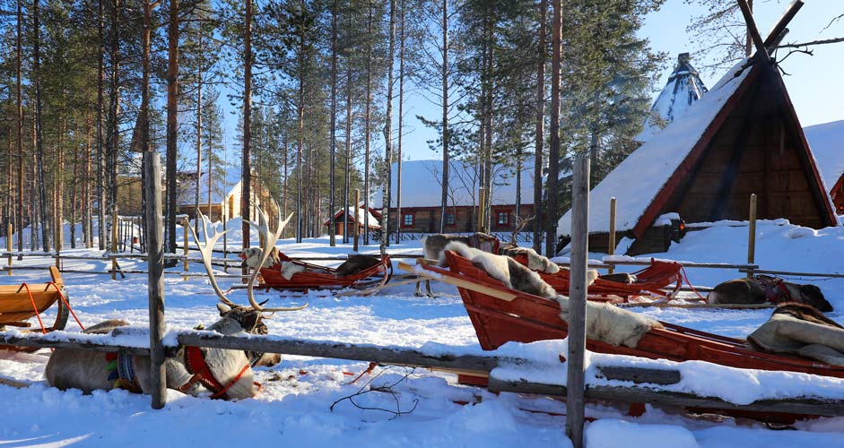 Reindeers in Rovaniemi