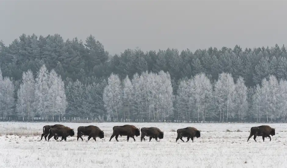 European bison in Białowieża National Park